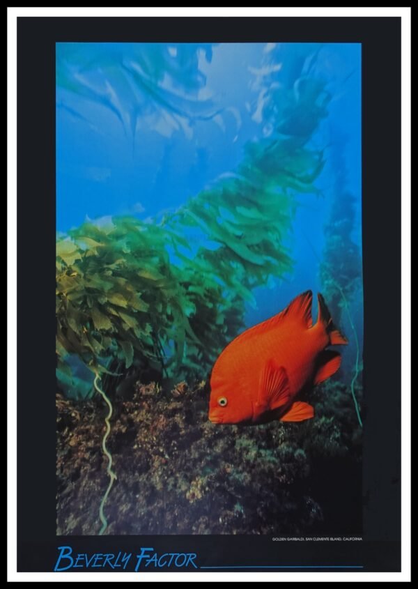 AIM 5100 Golden Garibaldi (S/N LIMITED EDITION)